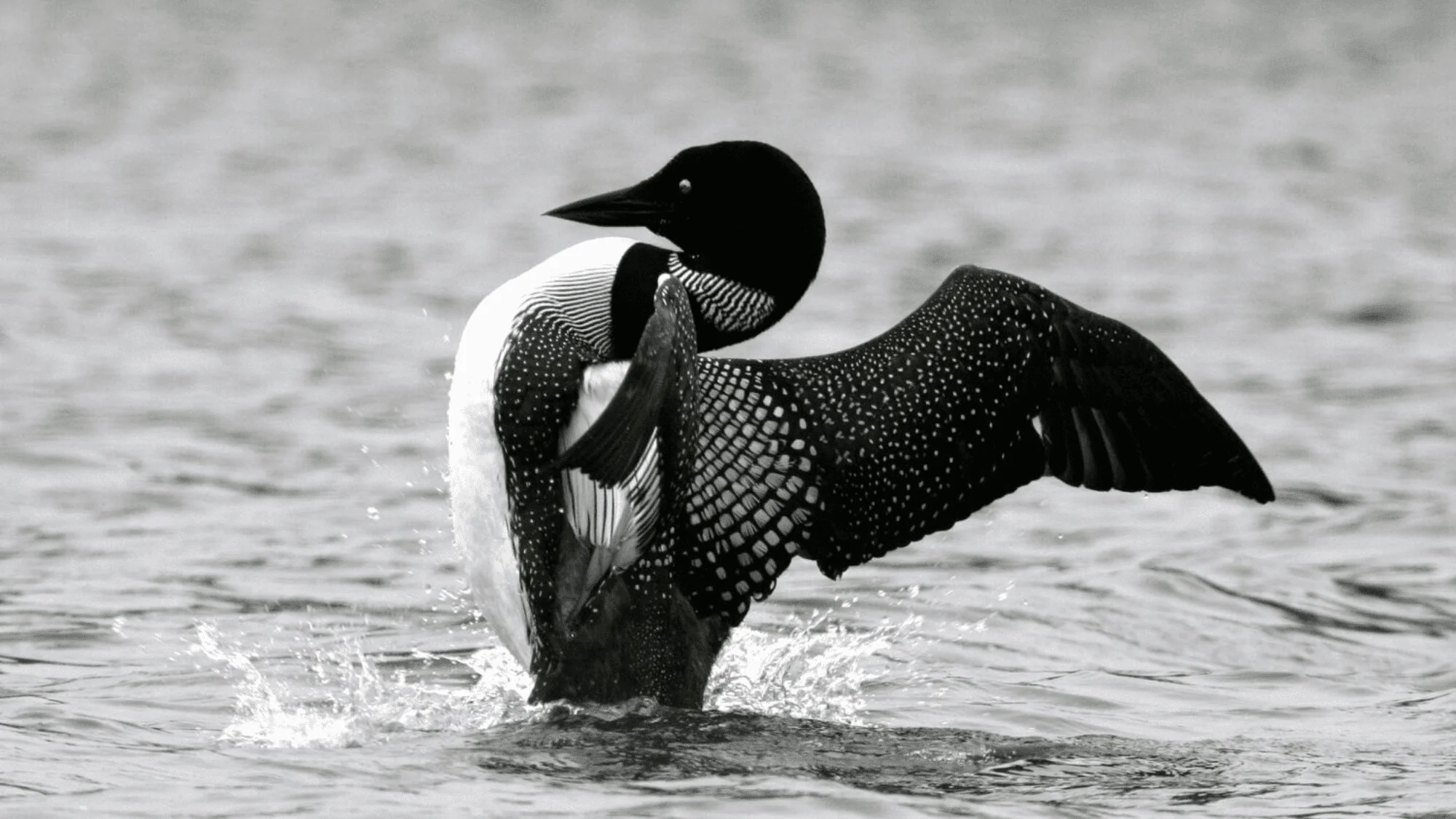 Adirondack Birding Festival: A Springtime Adventure